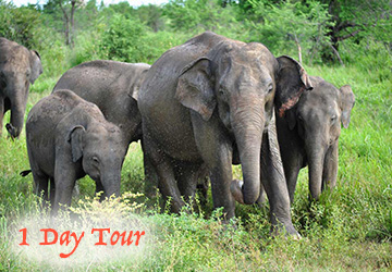 Udawalawa National Park