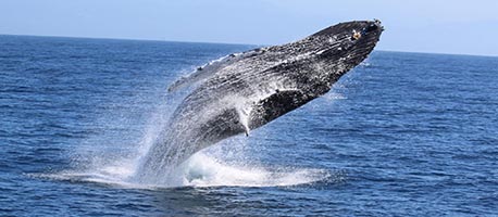 Whale Watching