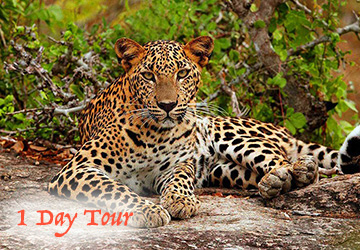 Yala National Park